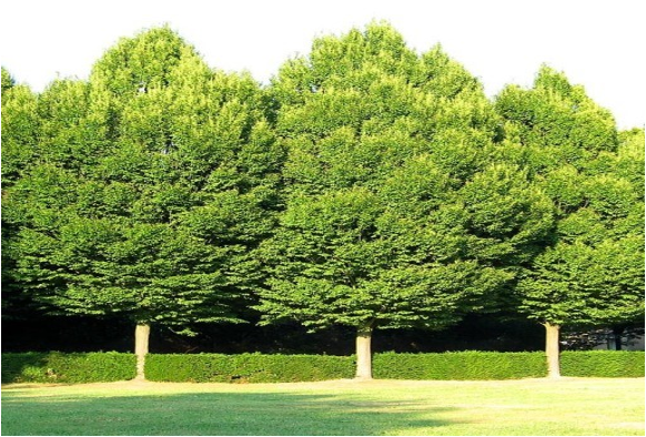 Carpino Bianco