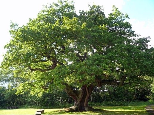 Quercia