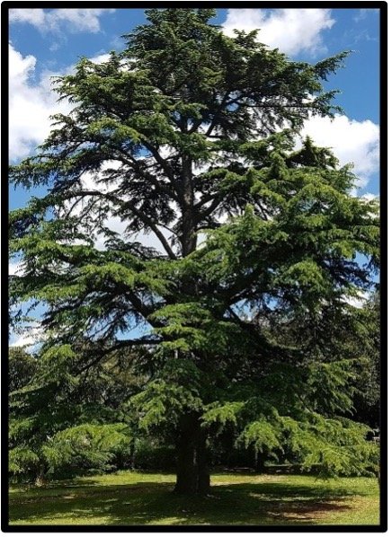 Cedro