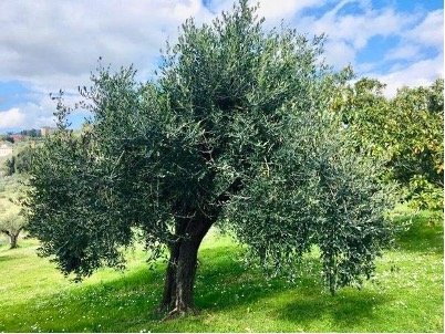 Olivo
