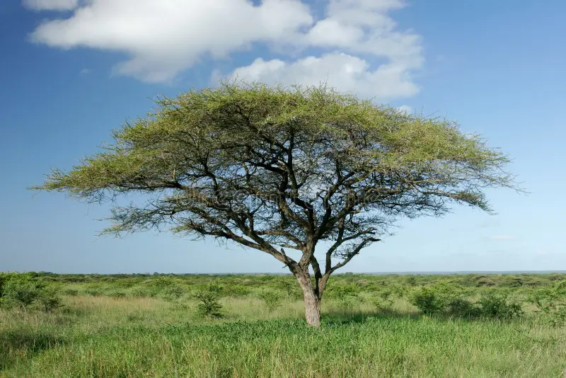 Acacia (Robinia)